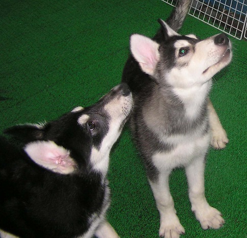 狼犬 解説 プラチナウルフ